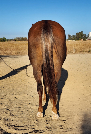 HorseID: 2316105 Trusseau - PhotoID: 1106362