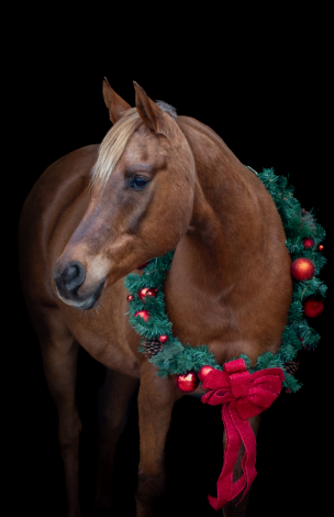 HorseID: 2316105 Trusseau - PhotoID: 1106363