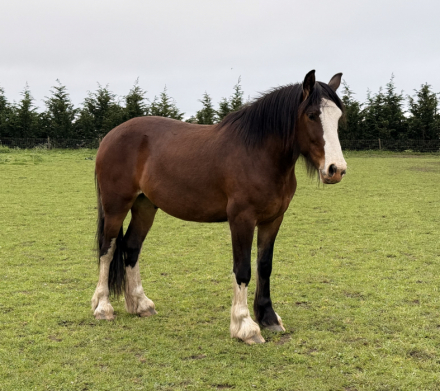 HorseID: 2316149 Francis - PhotoID: 1103275
