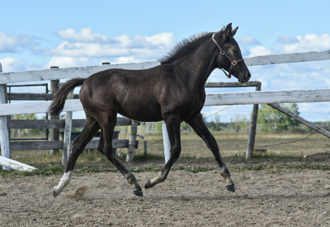 HorseID: 2316207 Cover Girl TY - PhotoID: 1105824