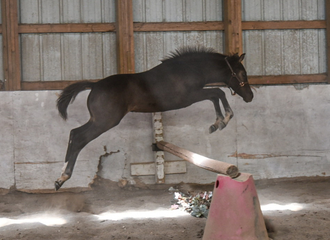 HorseID: 2316207 Cover Girl TY - PhotoID: 1105825