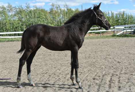 HorseID: 2316207 Cover Girl TY - PhotoID: 1105827