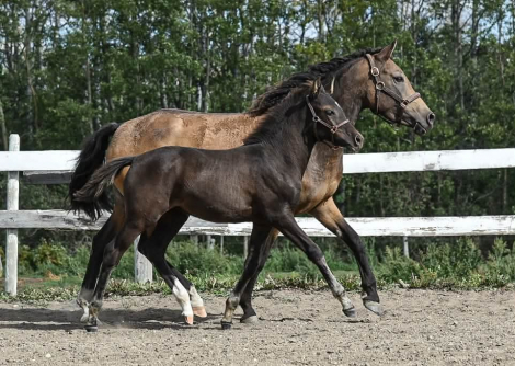 HorseID: 2316207 Cover Girl TY - PhotoID: 1105827