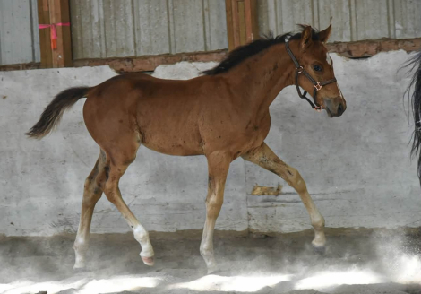 HorseID: 2316209 Cool Dude TY - PhotoID: 1105821