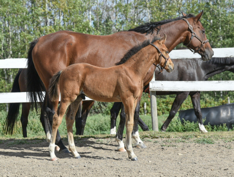 HorseID: 2316209 Cool Dude TY - PhotoID: 1105822