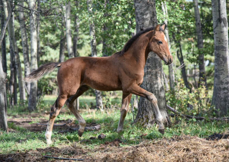 HorseID: 2316209 Cool Dude TY - PhotoID: 1105823