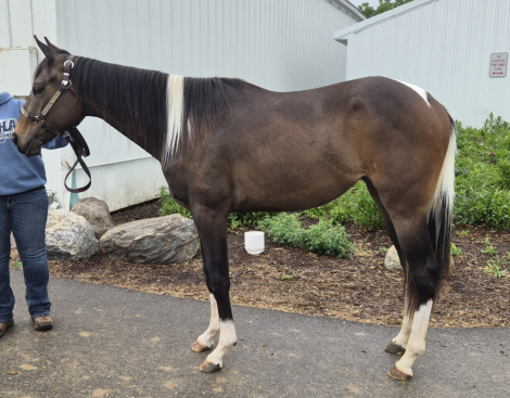 HorseID: 2316295 Norther Lite Special - PhotoID: 1106756