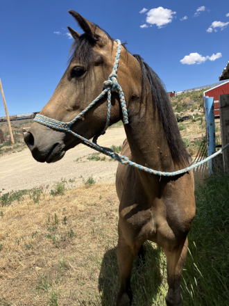 HorseID: 2316318 Isa Ghost of Hosanna - PhotoID: 1105660