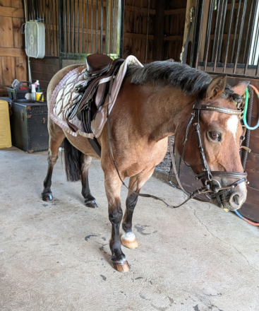 HorseID: 2316533 Picasso - PhotoID: 1103138