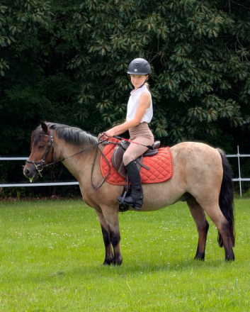 HorseID: 2316533 Picasso - PhotoID: 1103139
