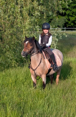 HorseID: 2316533 Picasso - PhotoID: 1103140