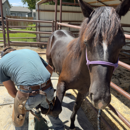 Morgan (Morgan, Filly (under 4)) in Nampa, ID