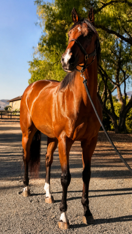 HorseID: 2316747 Rate For Me - PhotoID: 1103213