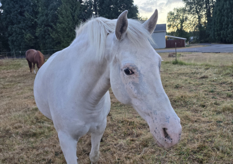 HorseID: 2316751 Cinnamon Buns - PhotoID: 1105920