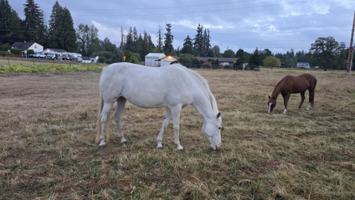 HorseID: 2316751 Cinnamon Buns - PhotoID: 1105921