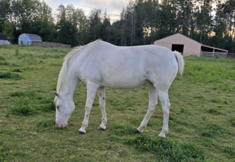 HorseID: 2316751 Cinnamon Buns - PhotoID: 1105922