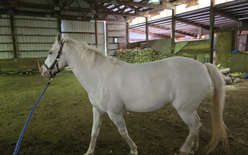 HorseID: 2316751 Cinnamon Buns - PhotoID: 1105923