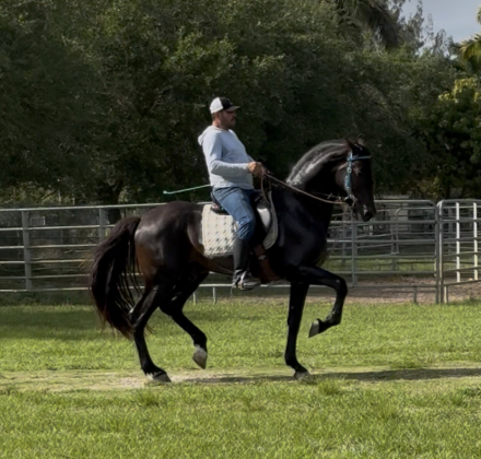 HorseID: 2316828 ROMERO CLXI - PhotoID: 1105721