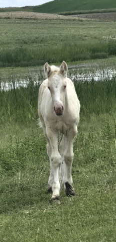 Gypsy Vanner