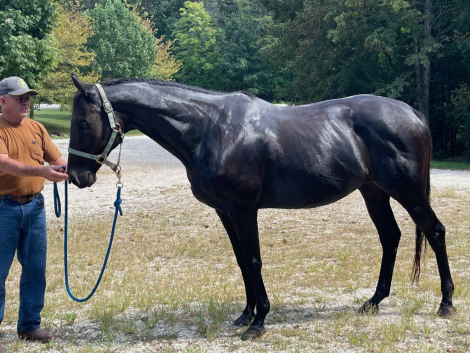 HorseID: 2317072 False Ruling - PhotoID: 1103780