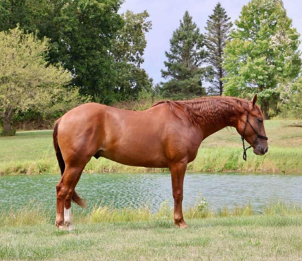 HorseID: 2317095 Freedom - PhotoID: 1103748