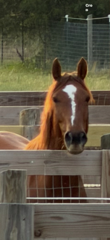 HorseID: 2317095 Freedom - PhotoID: 1103749