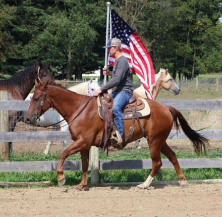 HorseID: 2317095 Freedom - PhotoID: 1103750