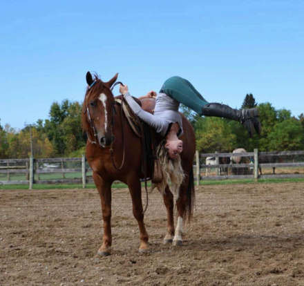 HorseID: 2317095 Freedom - PhotoID: 1104212