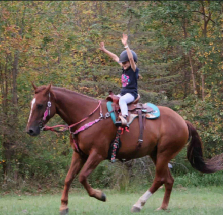 HorseID: 2317095 Freedom - PhotoID: 1106027