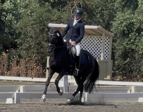 HorseID: 2317100 Paparazzi PEC - PhotoID: 1106632