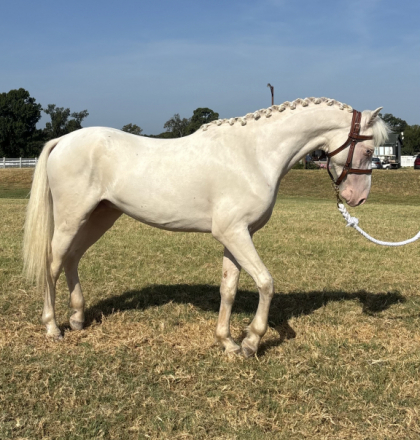 HorseID: 2317261 Ramblin Rose Royal Signature - PhotoID: 1104095