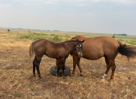 HorseID: 2317263 CCK Trending Up - PhotoID: 1106540