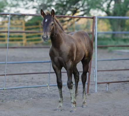 HorseID: 2317263 CCK Trending Up - PhotoID: 1106541