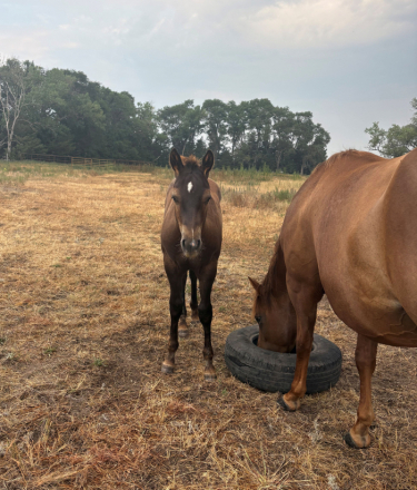 HorseID: 2317263 CCK Trending Up - PhotoID: 1106542