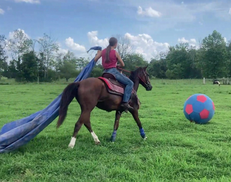 HorseID: 2317274 Rebel Traveler - PhotoID: 1105949