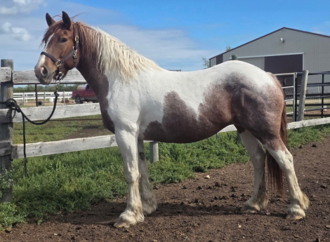 HorseID: 2317338 Marmalade - PhotoID: 1107055