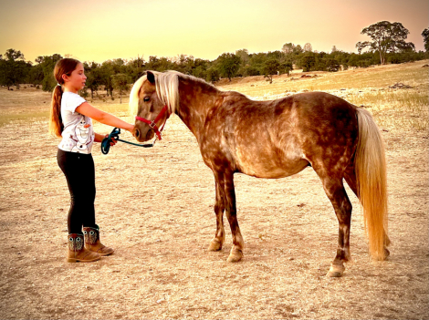 HorseID: 2317393 Milkshake - PhotoID: 1106178