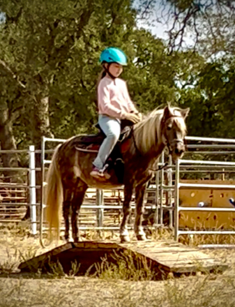 HorseID: 2317393 Milkshake - PhotoID: 1106179