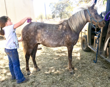 HorseID: 2317393 Milkshake - PhotoID: 1106180
