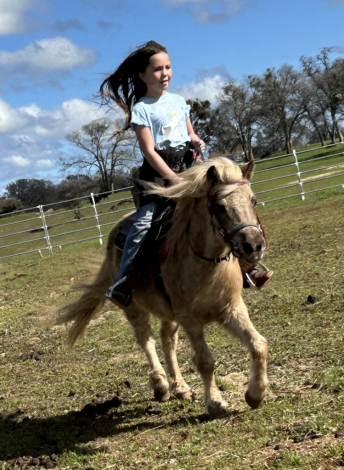 HorseID: 2317393 Milkshake - PhotoID: 1106181