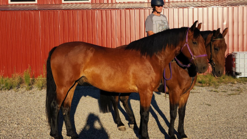 HorseID: 2317465 TBF Lord Ashley - PhotoID: 1106538