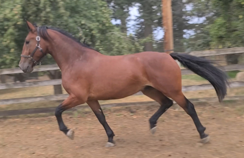 HorseID: 2317465 TBF Lord Ashley - PhotoID: 1106539