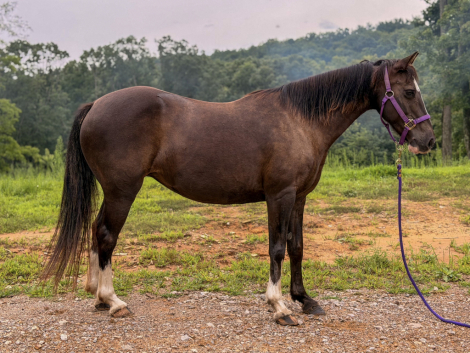 HorseID: 2317494 Bella - PhotoID: 1104279