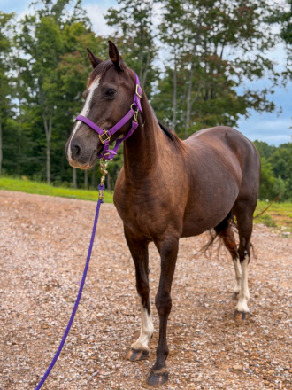 HorseID: 2317494 Bella - PhotoID: 1104280