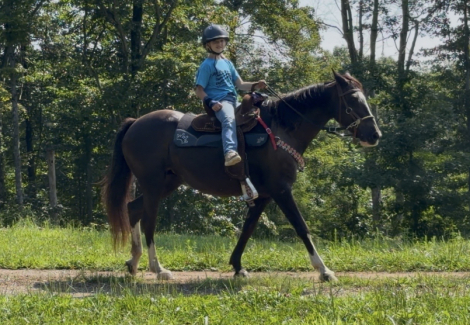 HorseID: 2317494 Bella - PhotoID: 1104281