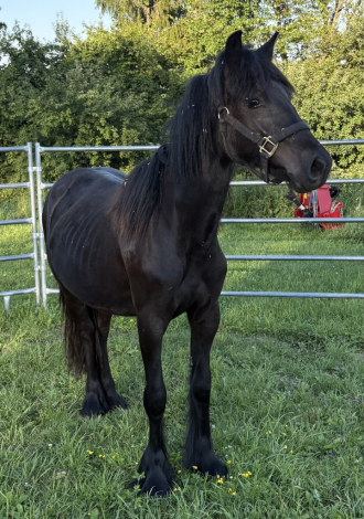 HorseID: 2317542 Drycreek Elijah - FP74239C - PhotoID: 1105373
