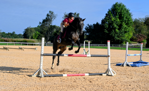 HorseID: 2317634 Bruno - PhotoID: 1104553