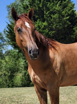 HorseID: 2317654 She Blew The Boys Away - PhotoID: 1104488