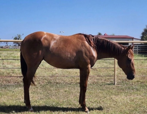 HorseID: 2317654 She Blew The Boys Away - PhotoID: 1104489