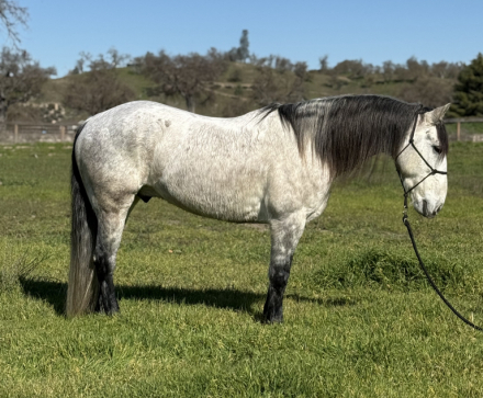 HorseID: 2317670 Bandero - PhotoID: 1106471
